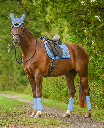 Paard