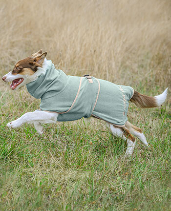 Hond