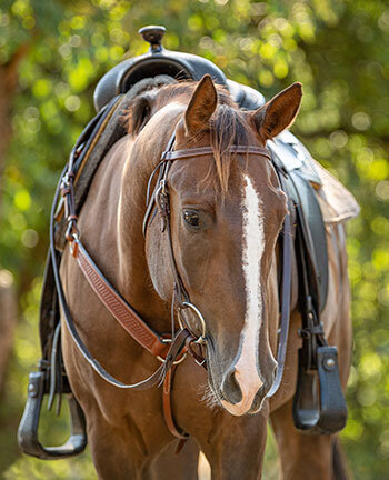Westernpaarden
