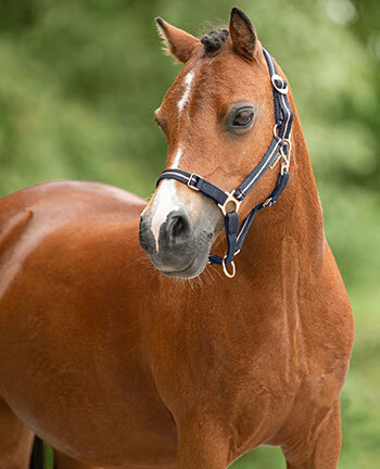 Pony's & veulens