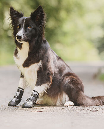 Verzorgingsproducten voor de hond