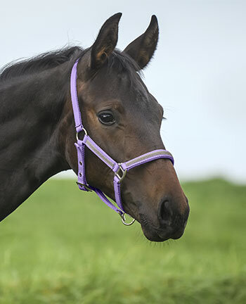 Pony's & veulens