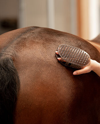 Paardenmassage