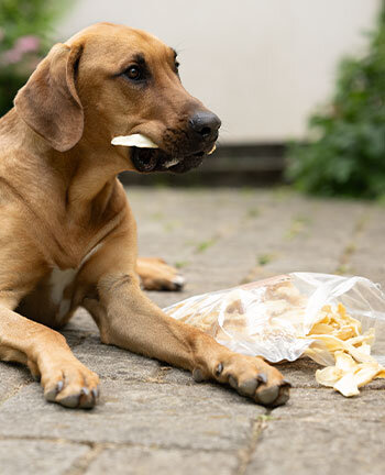 Kauwartikelen & Traktaties