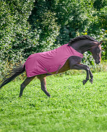 Stapmolen- & Walkerdeken
