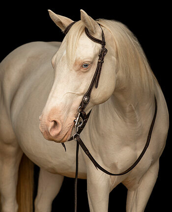 Hoofdstellen One & Two Ear