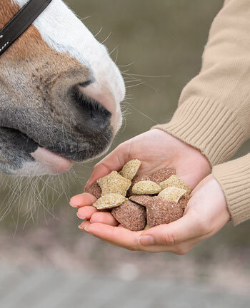 Paardensnoepjes