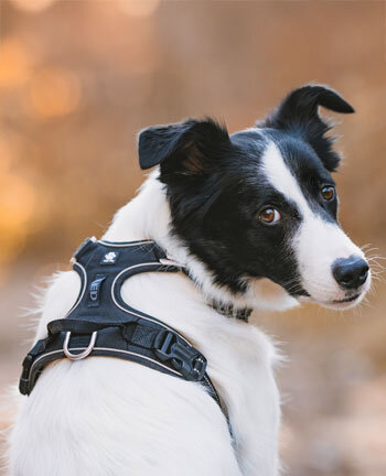 Hond
