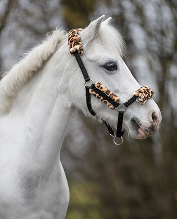 Pony's & veulens