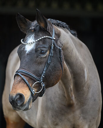 Zweeds hoofdstellen & stang en trens
