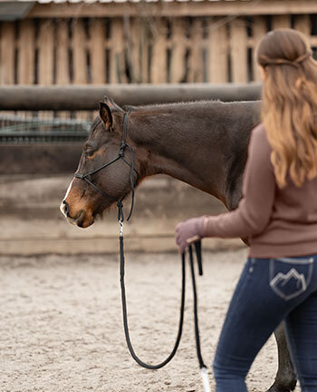 Horsemanship & vrijheidsdressuur