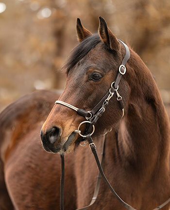 Buitenrit hoofdstellen & toebehoren