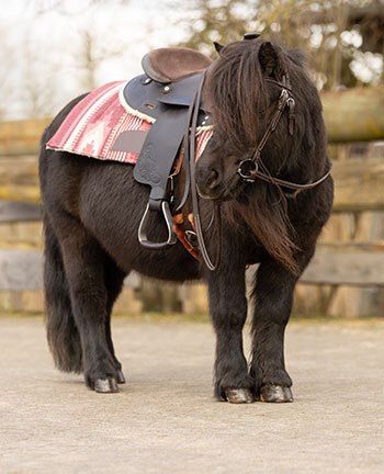 Western pony's