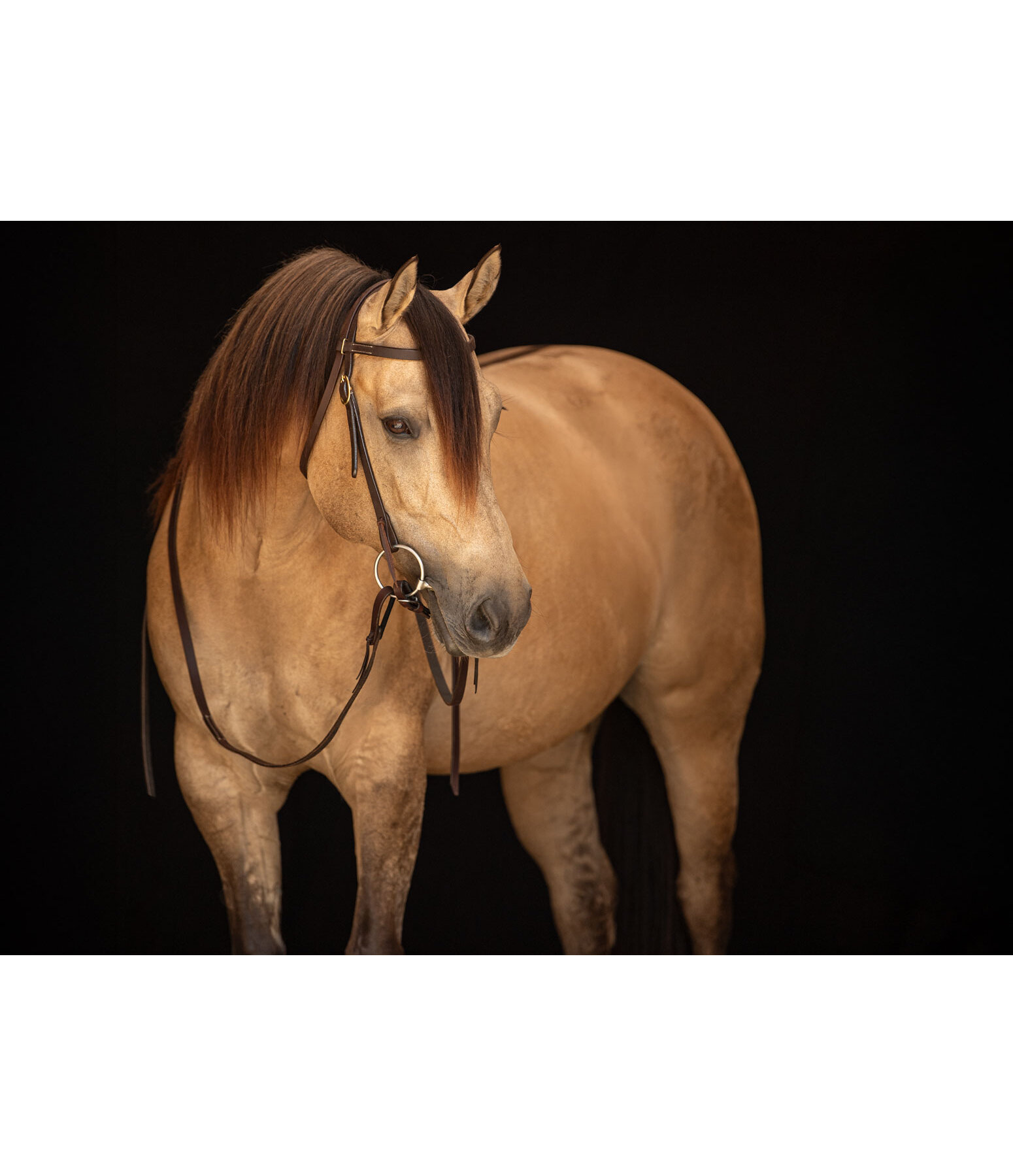 Trainingshoofdstel Harness