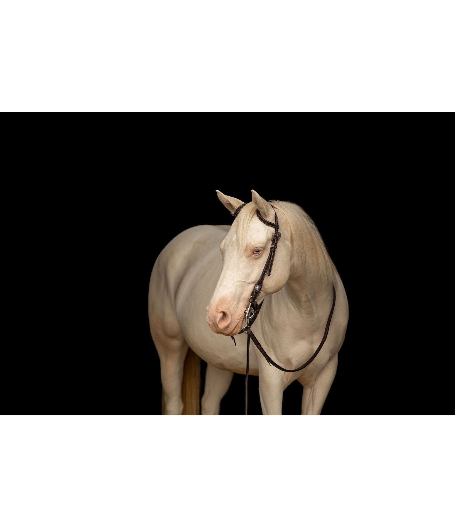 Twee-oor hoofdstel Leaves