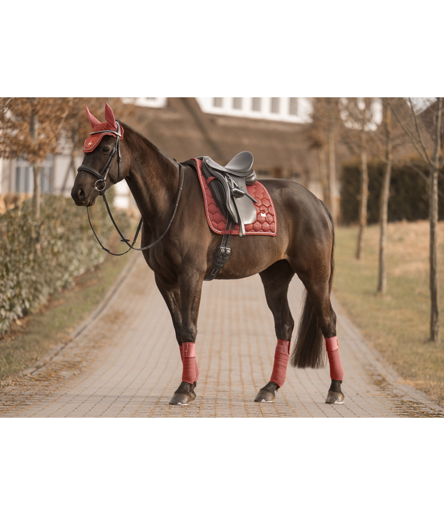 zadeldek Sparkling II