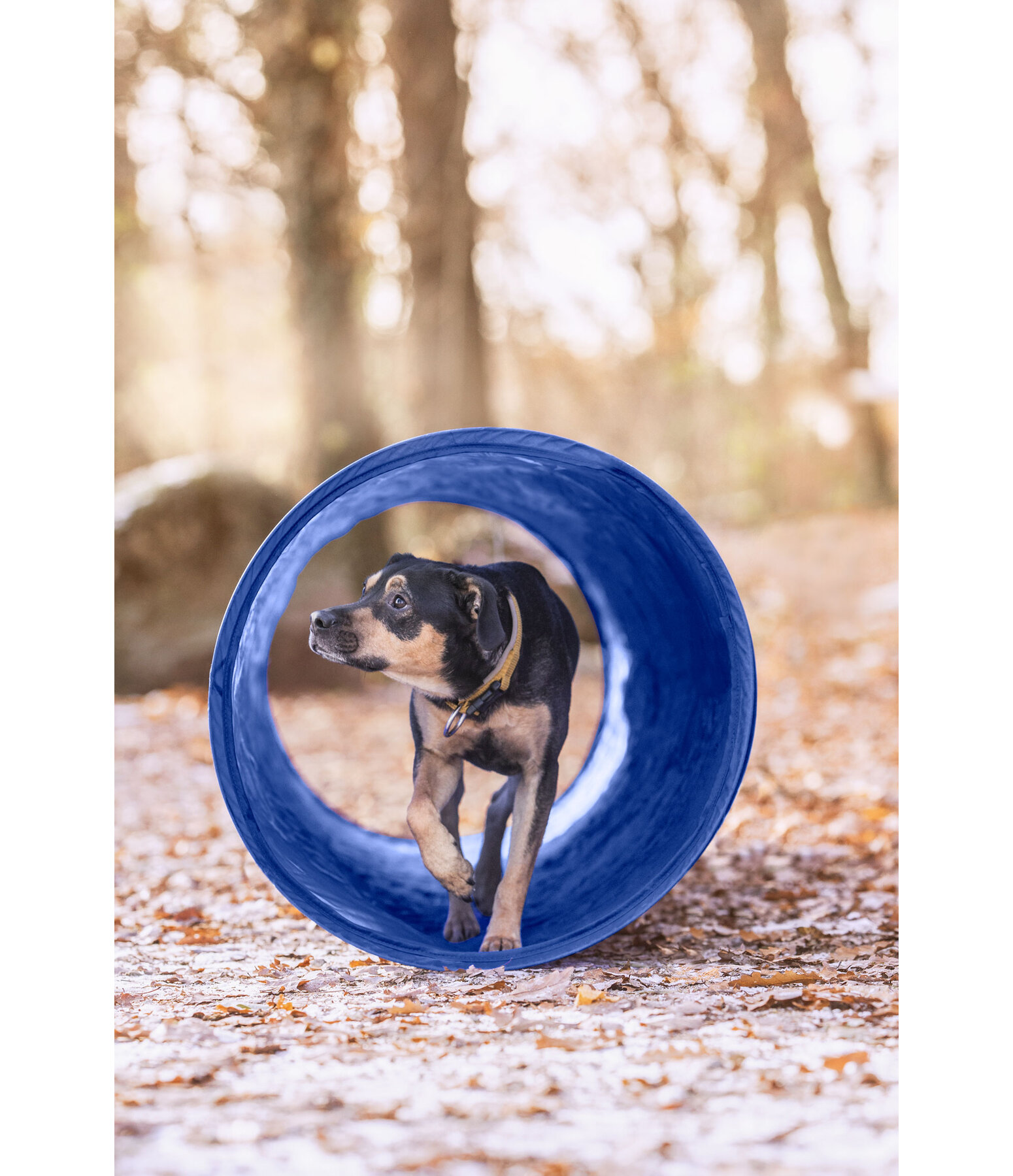 agility tunnel