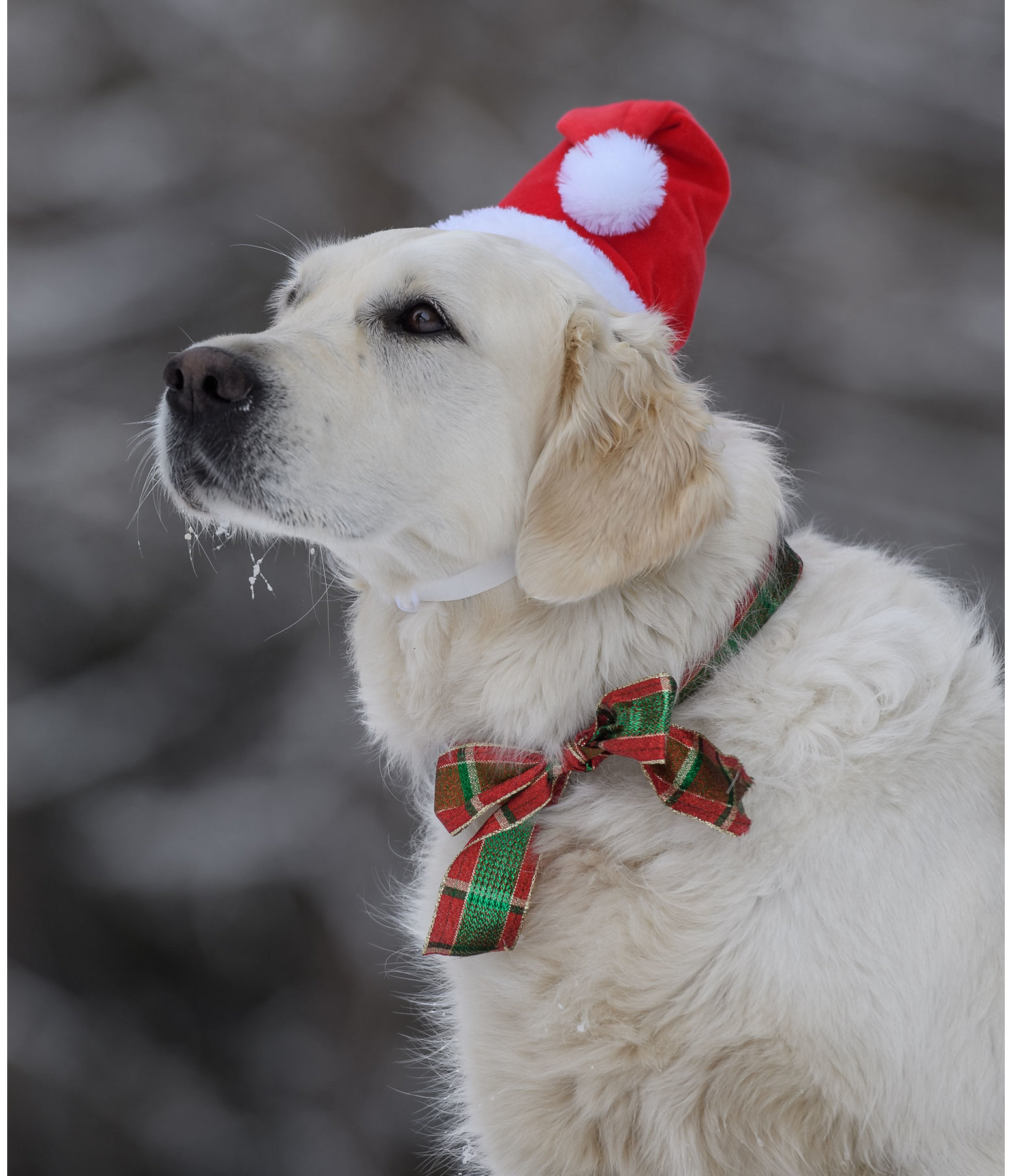 hondenkerstmuts Santa