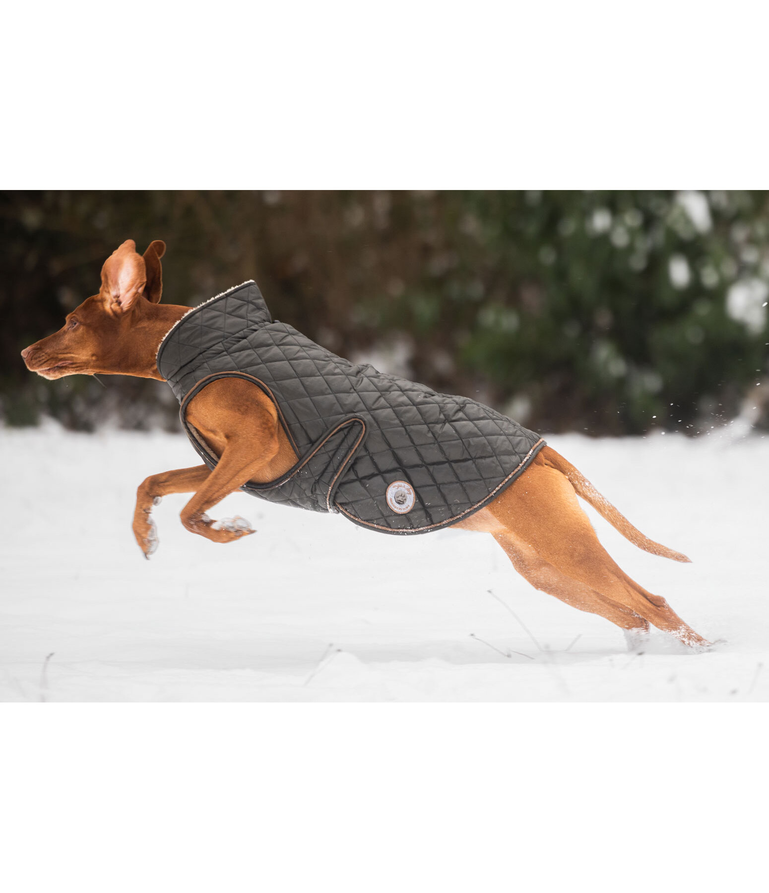 hondendeken Archie met teddyfleece voering, 160 g