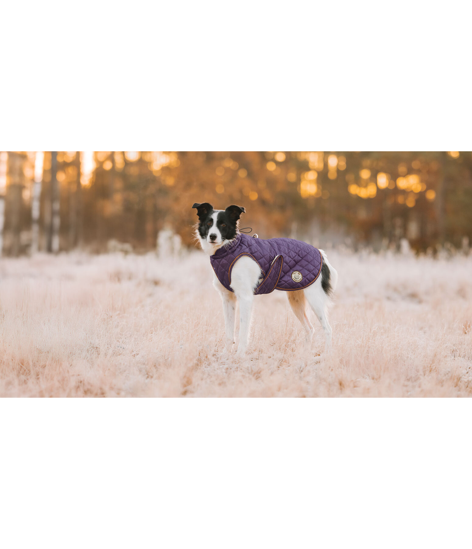 hondendeken Archie met teddyfleece voering, 160 g