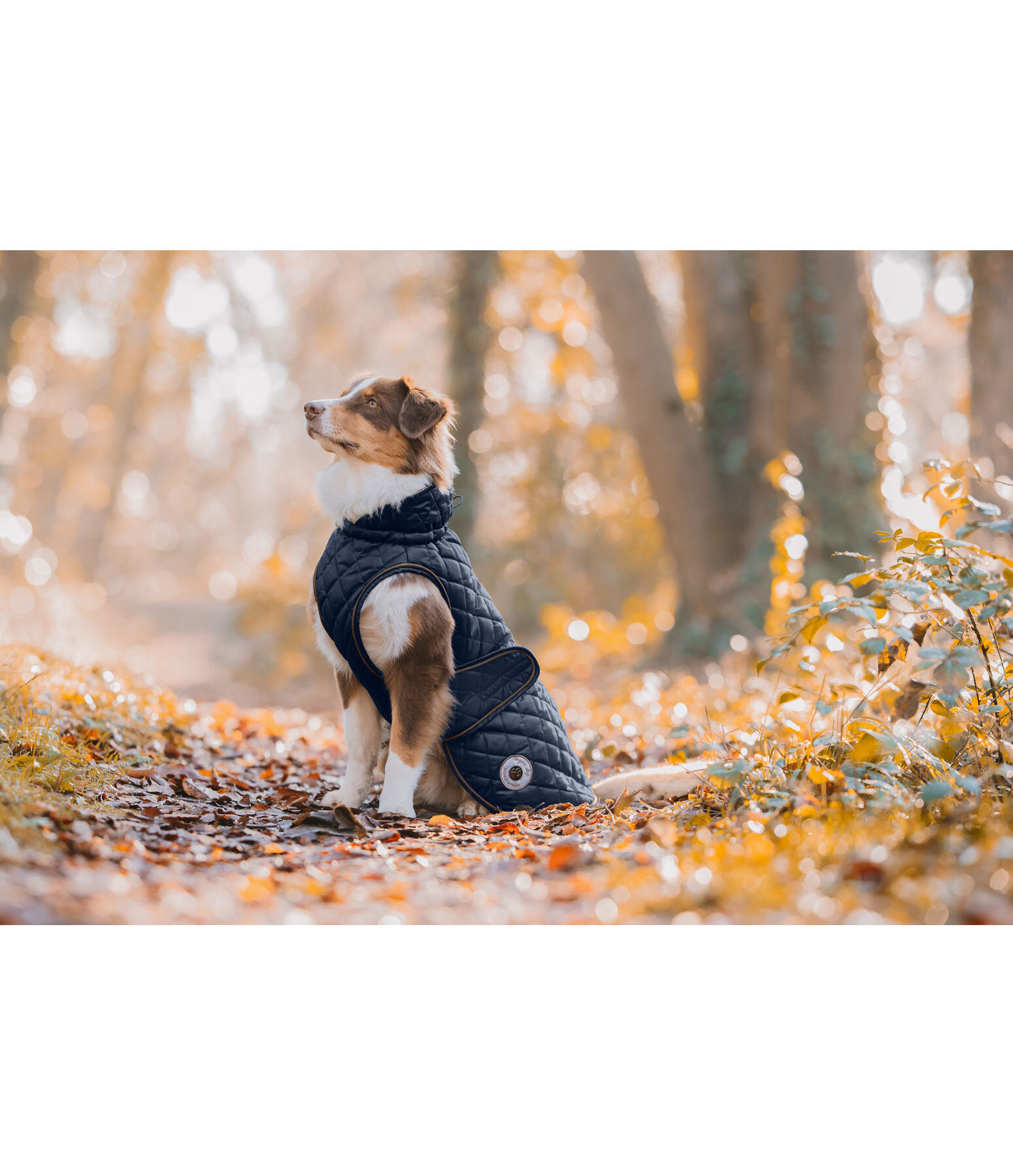 hondendeken Archie met teddyfleece voering, 160 g
