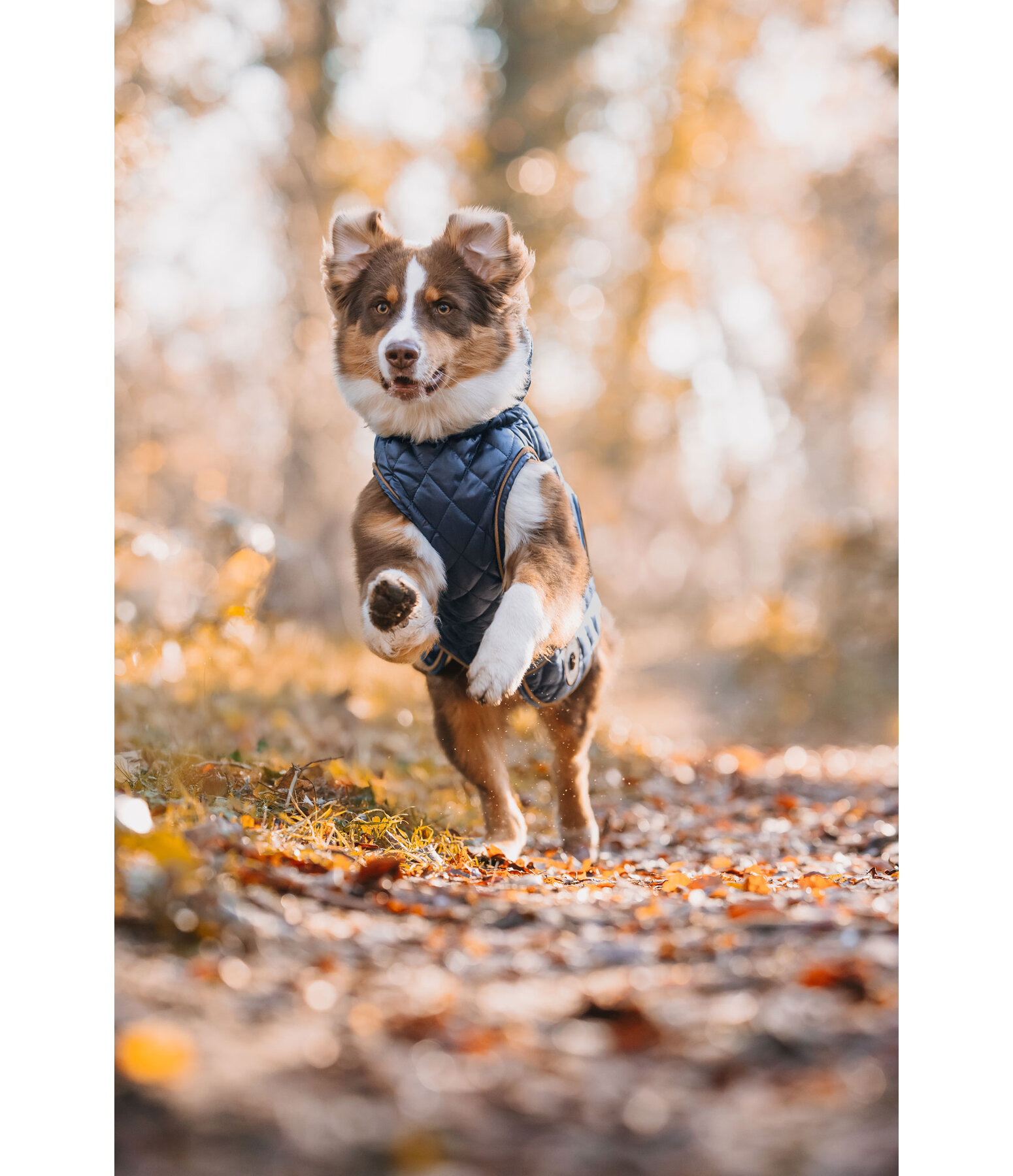 hondendeken Archie met teddyfleece voering, 160 g