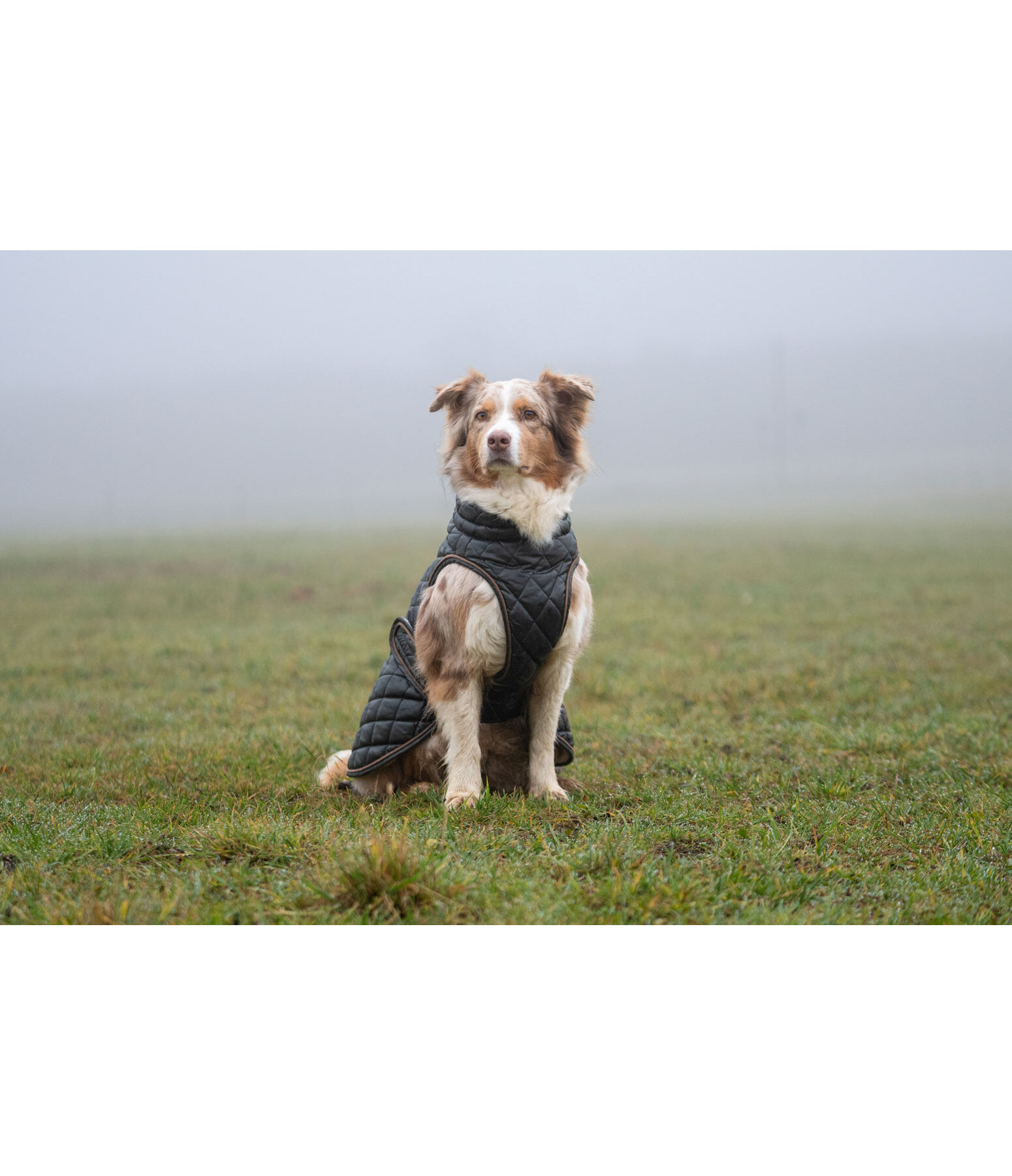 hondendeken Archie met teddyfleece voering, 160 g