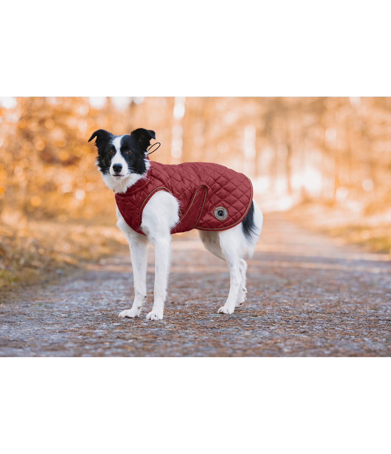 hondendeken Archie met teddyfleece voering, 160 g