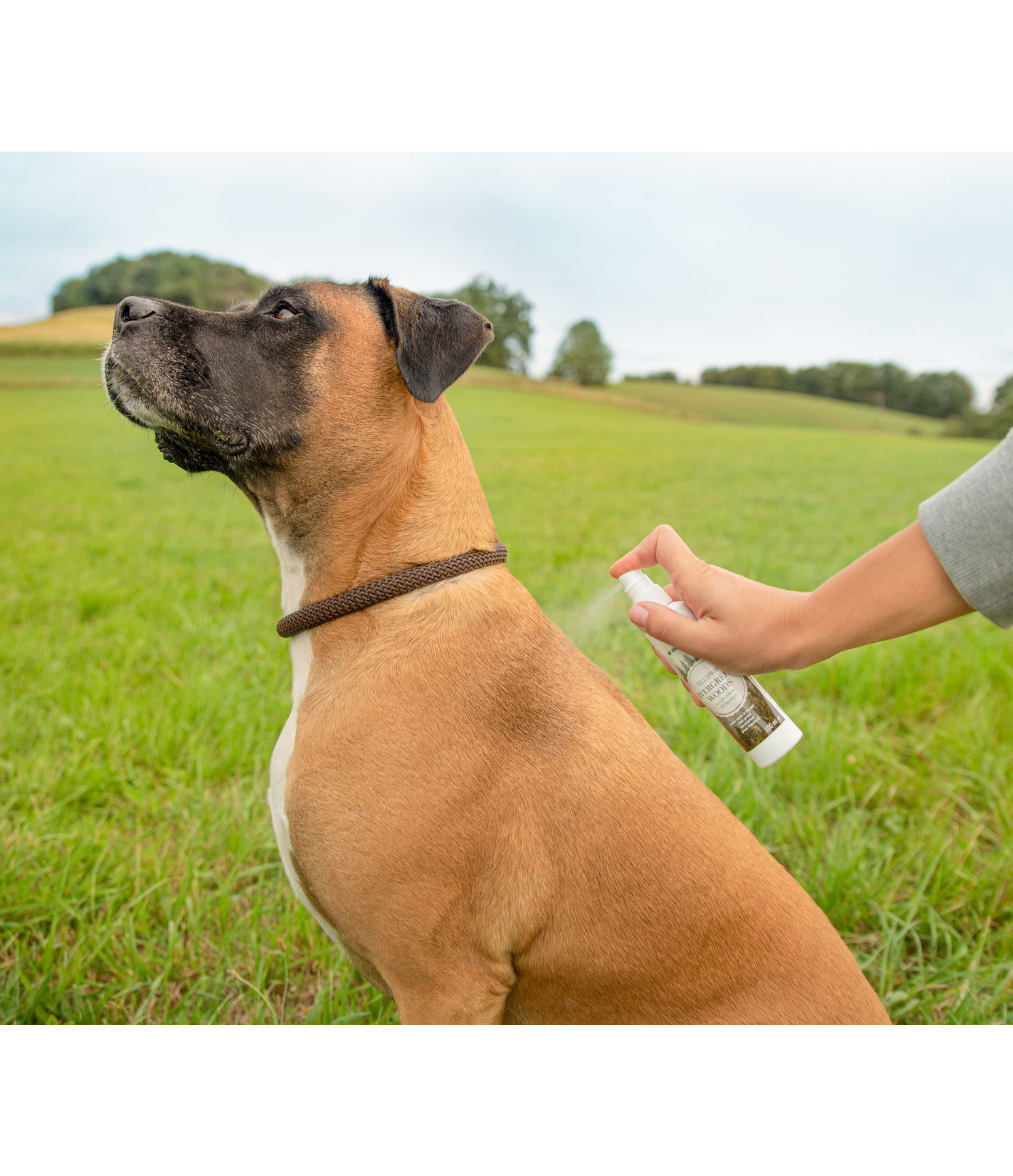 honden vachtspray Evergreen Woods