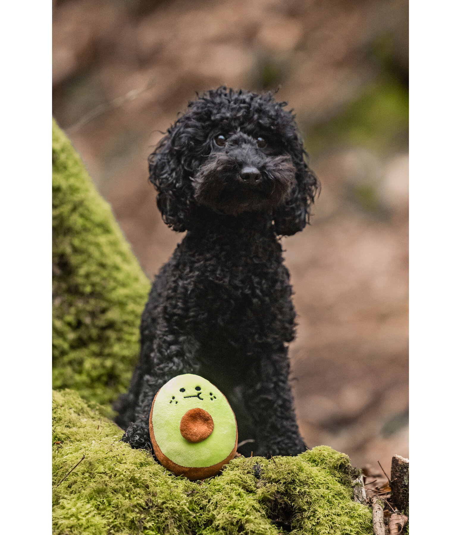 honden speeltuig Avocado