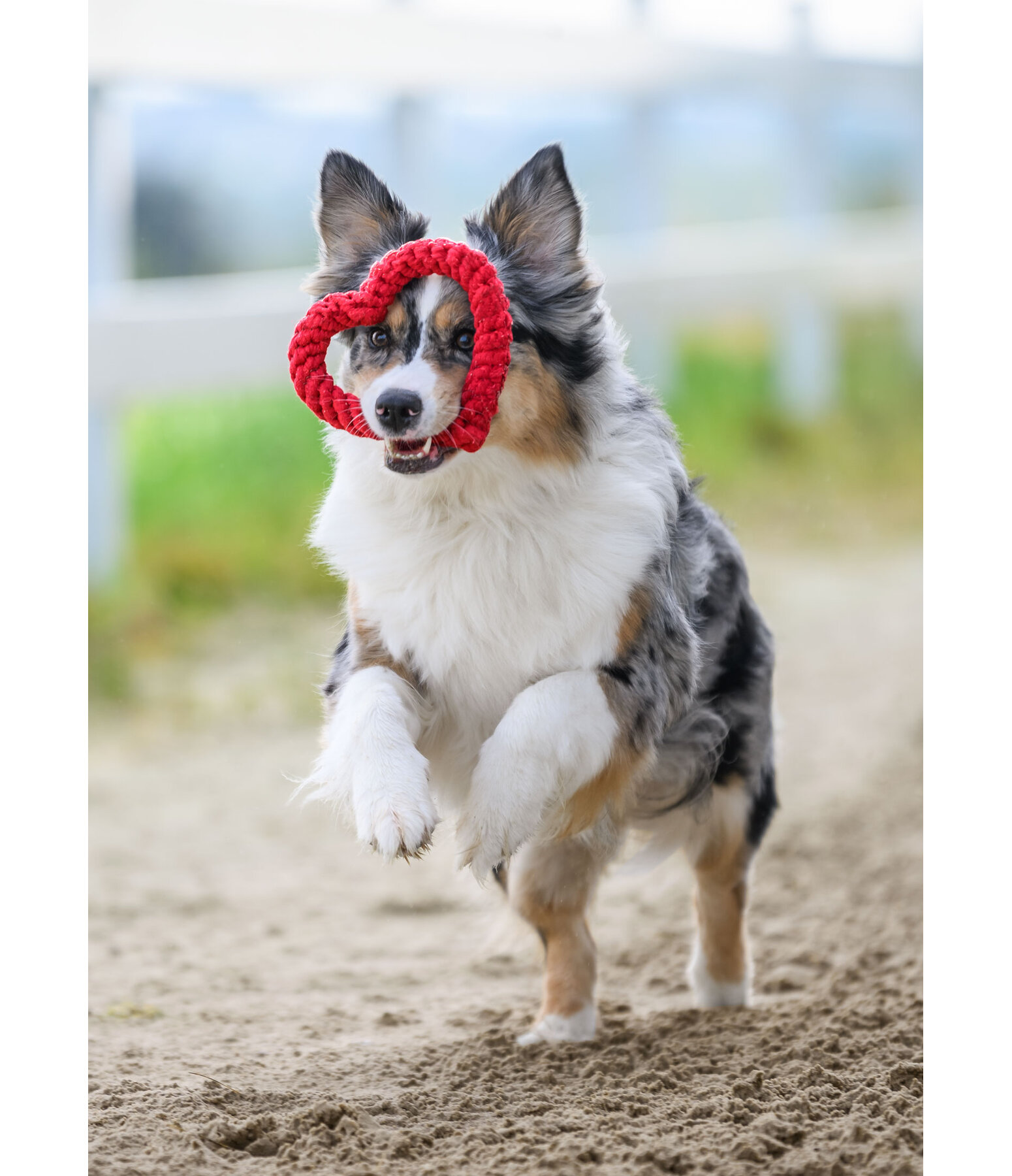 dauwspeeltje Valentine voor honden