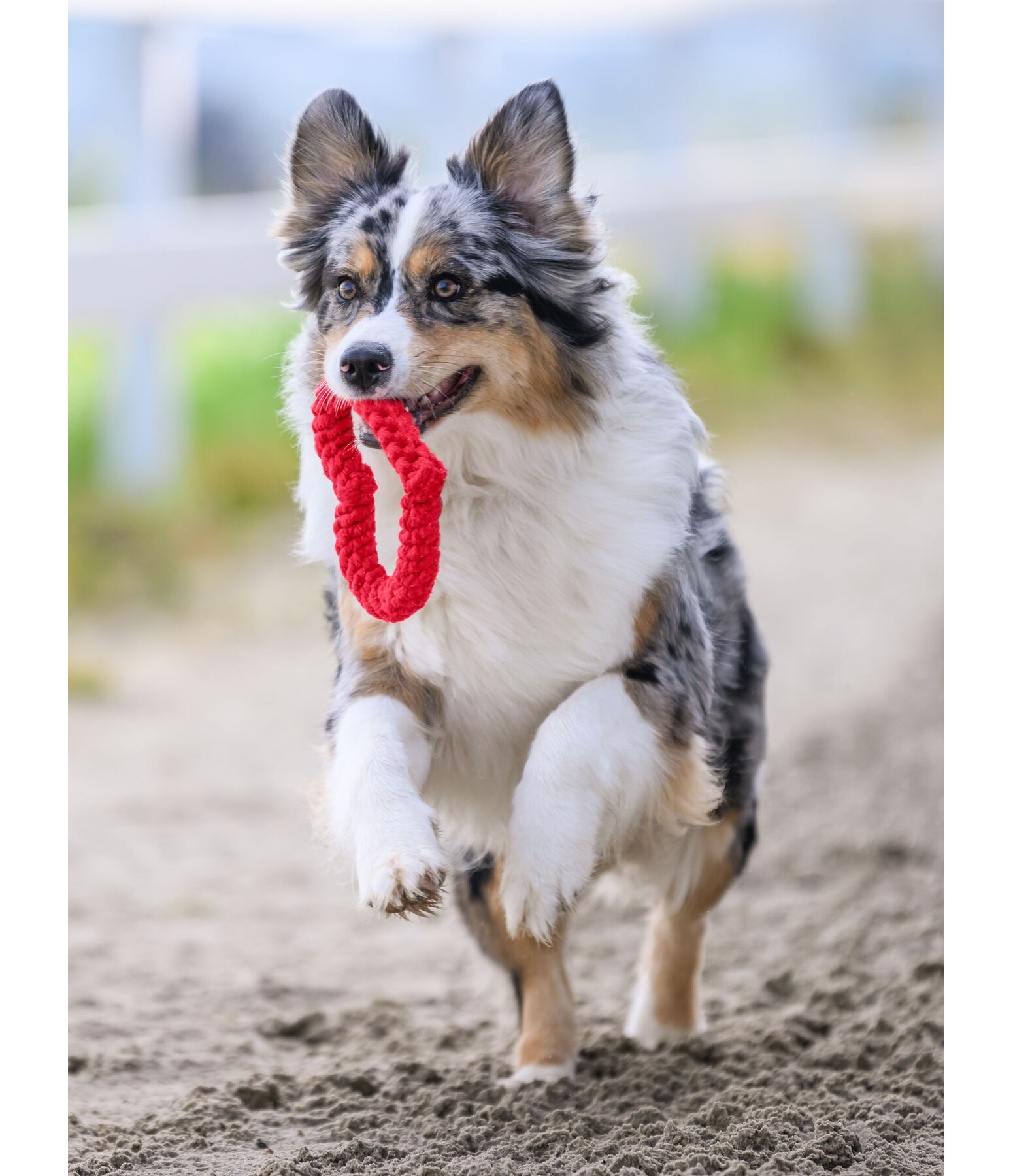 dauwspeeltje Valentine voor honden