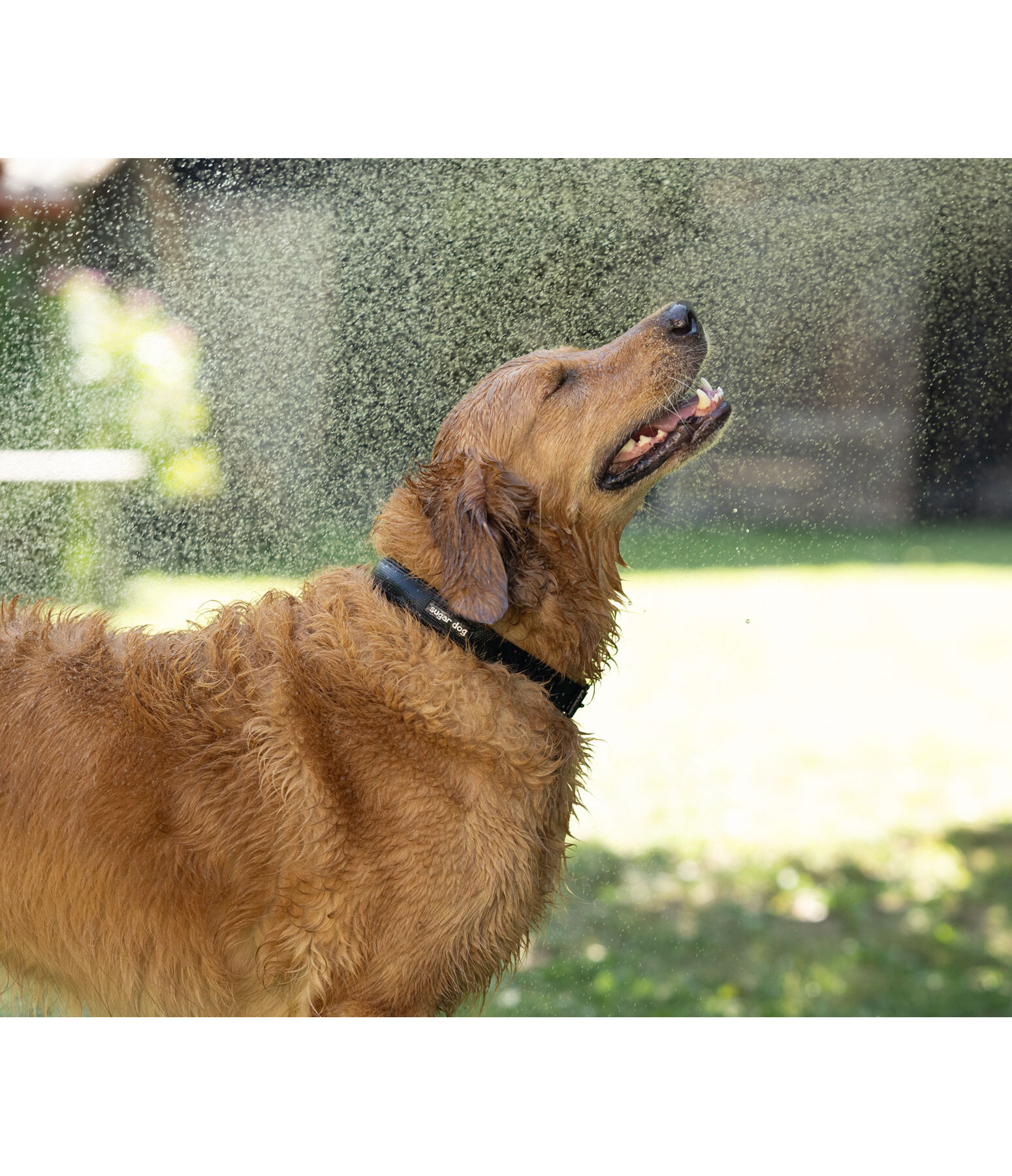 waterdichte hondenhalsband Mable