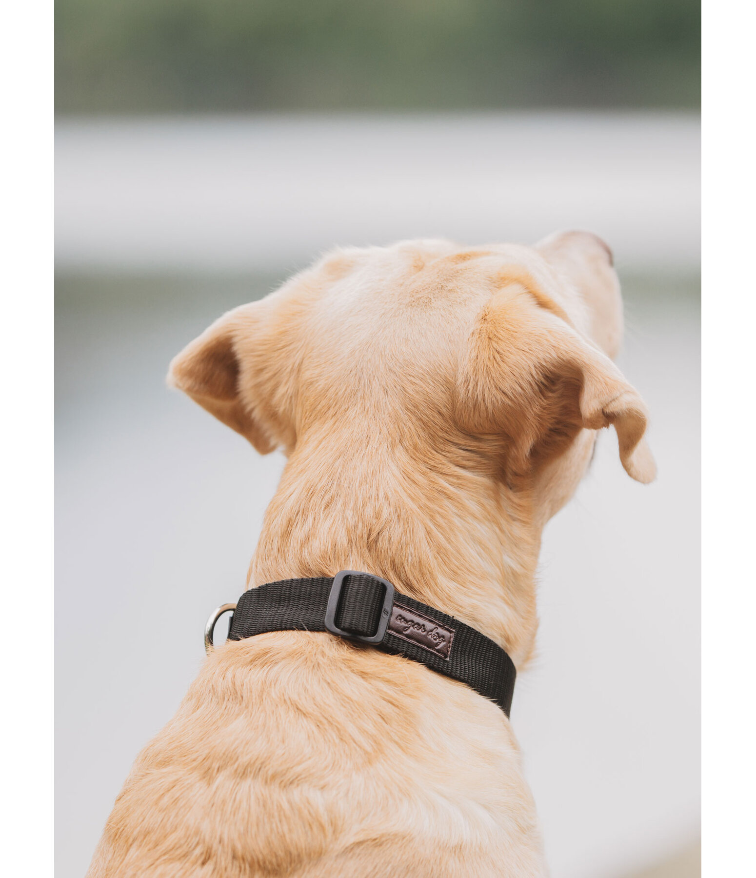 honden halsband Champ