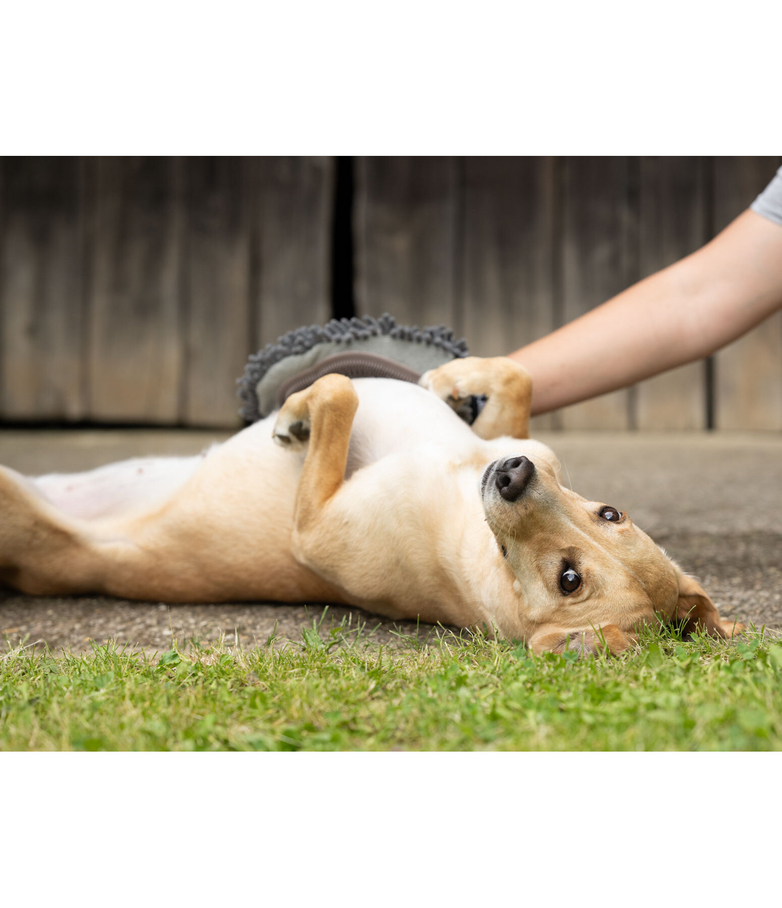 handschoen-kam Cosma voor honden