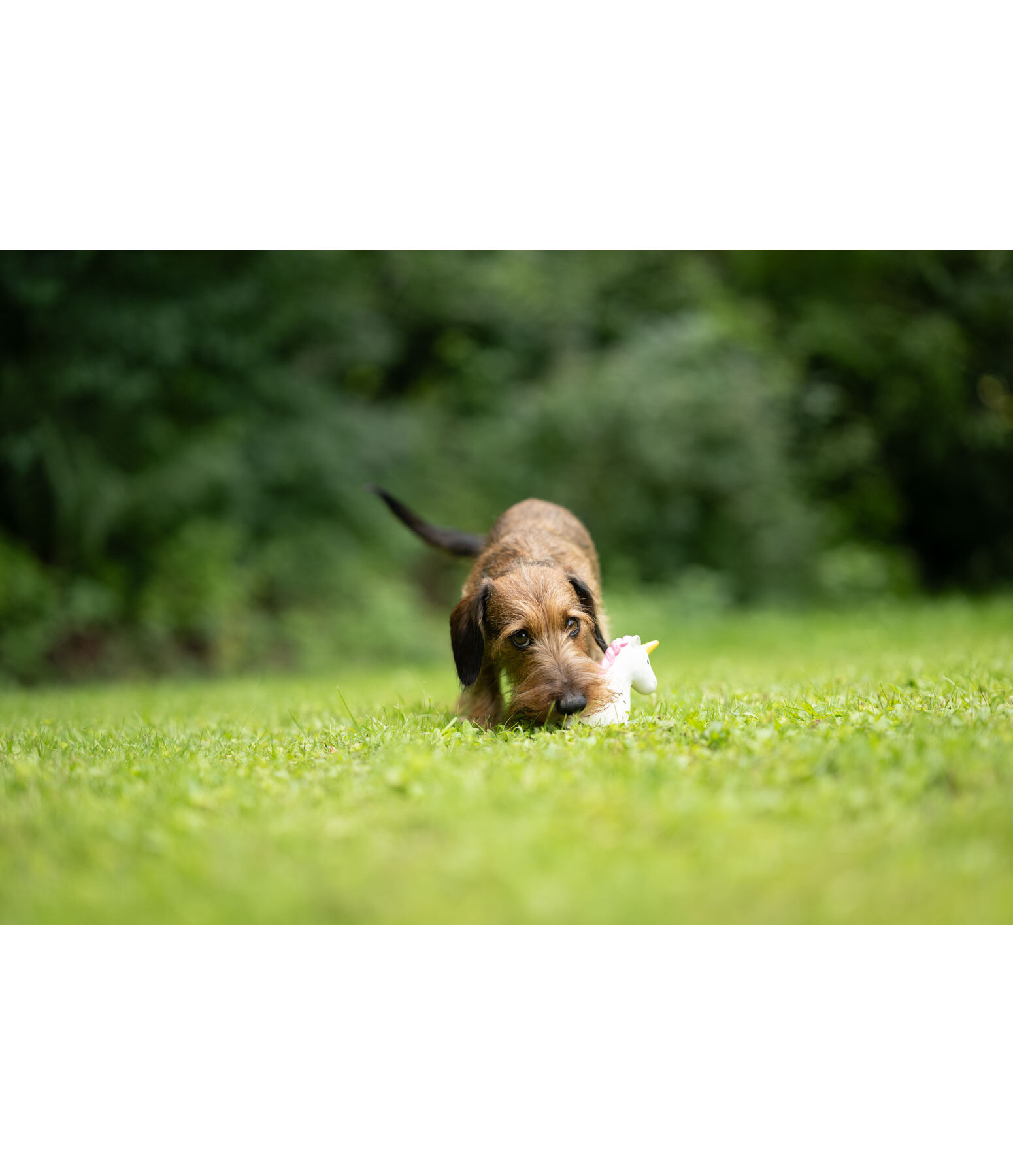 honden piepspeeltje Unicorn