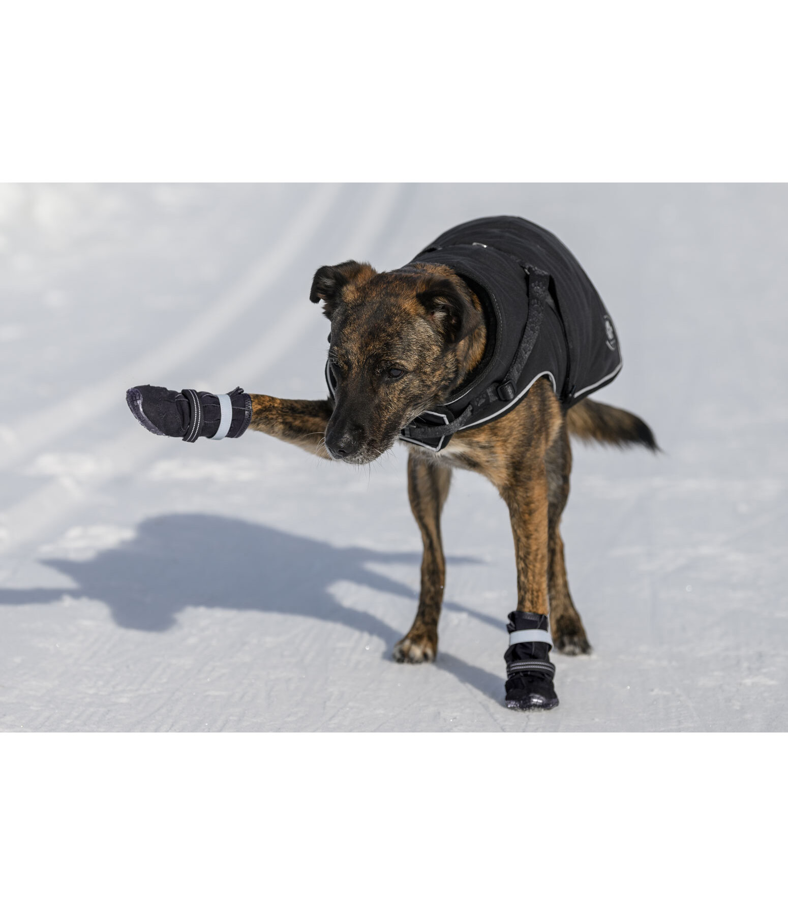 pootbescherming schoenen Antarctica voor honden