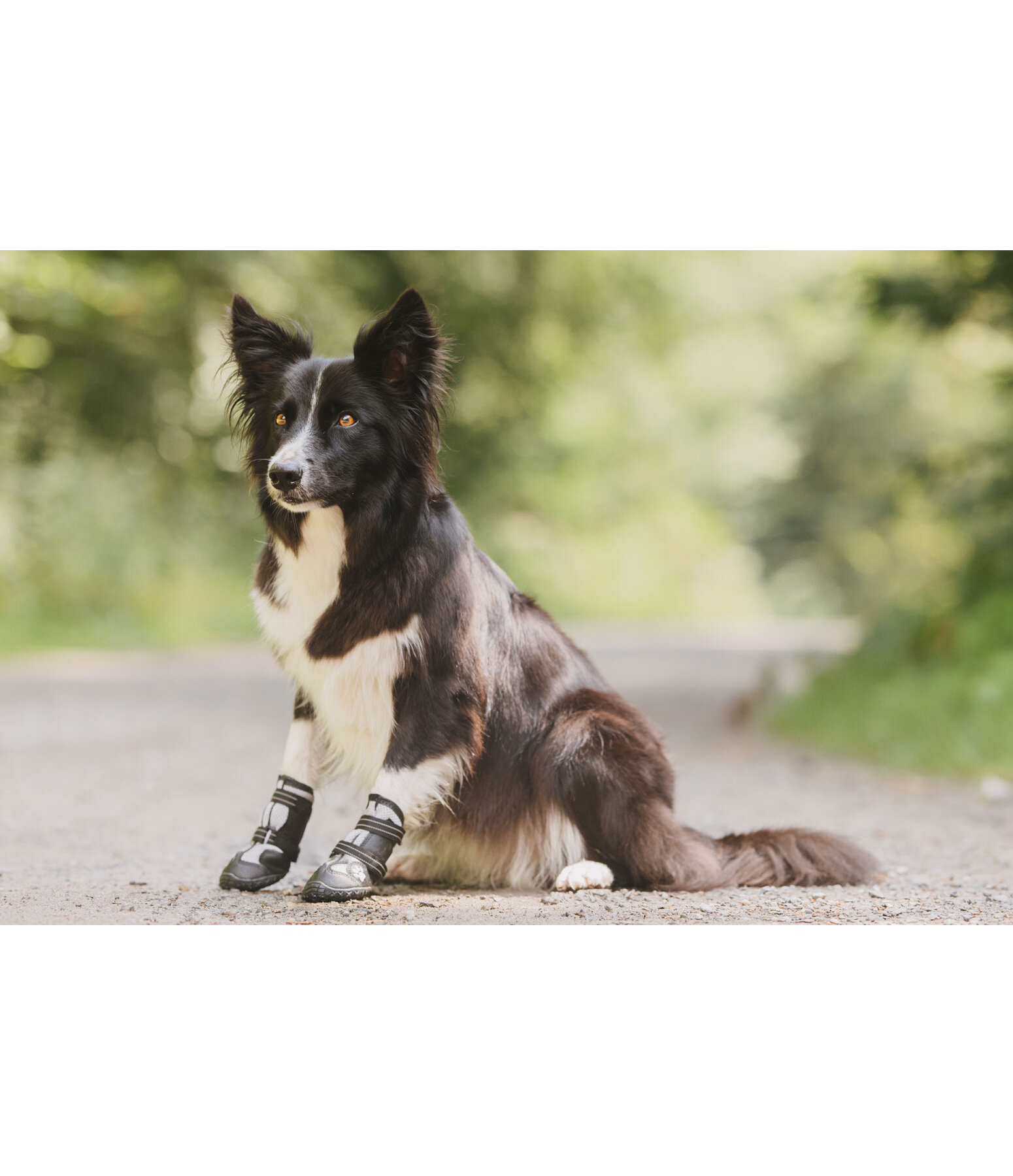 potenbeschermers Dubai voor honden