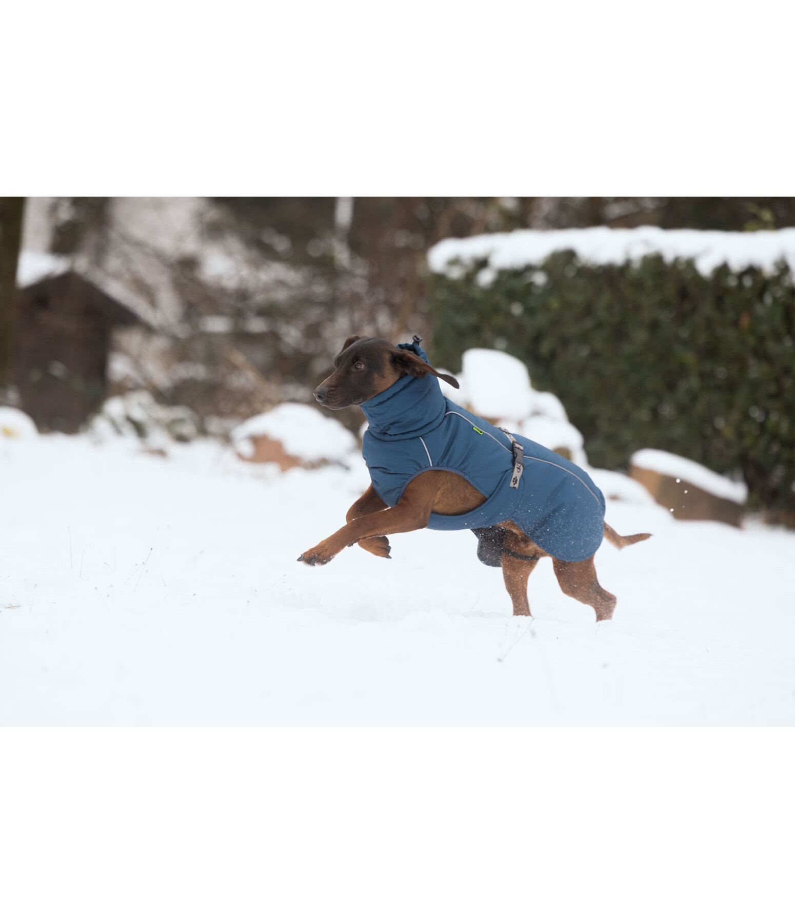 Winter-hondenmantel Marlon, 200-300 g