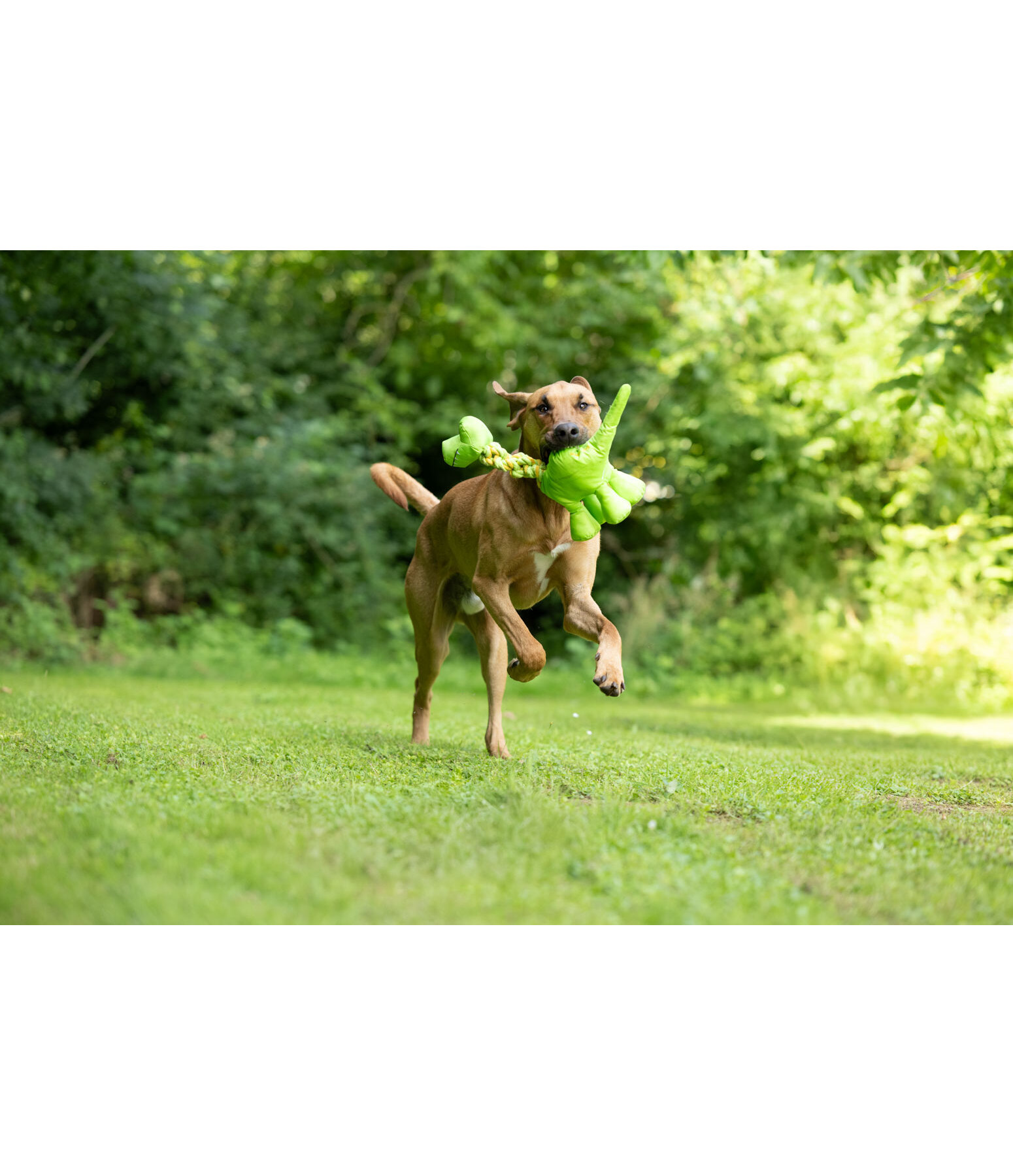 hondenspeeltje Strong Dino