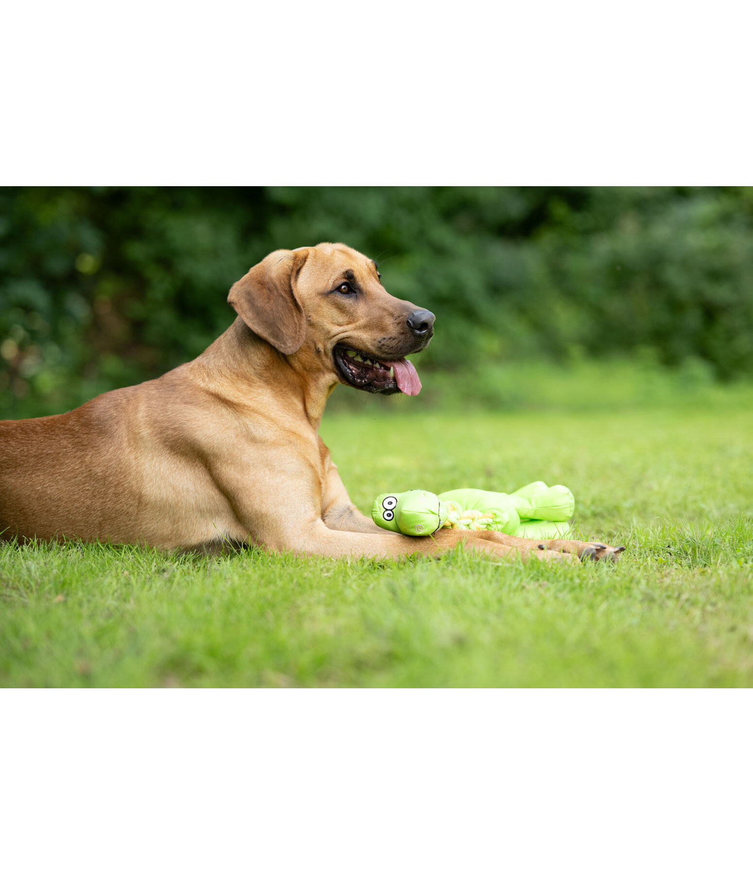 hondenspeeltje Strong Dino