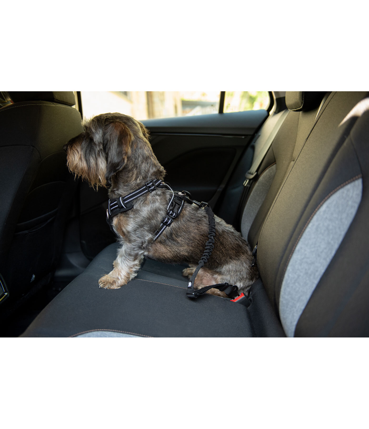 veiligheidsgordel voor honden