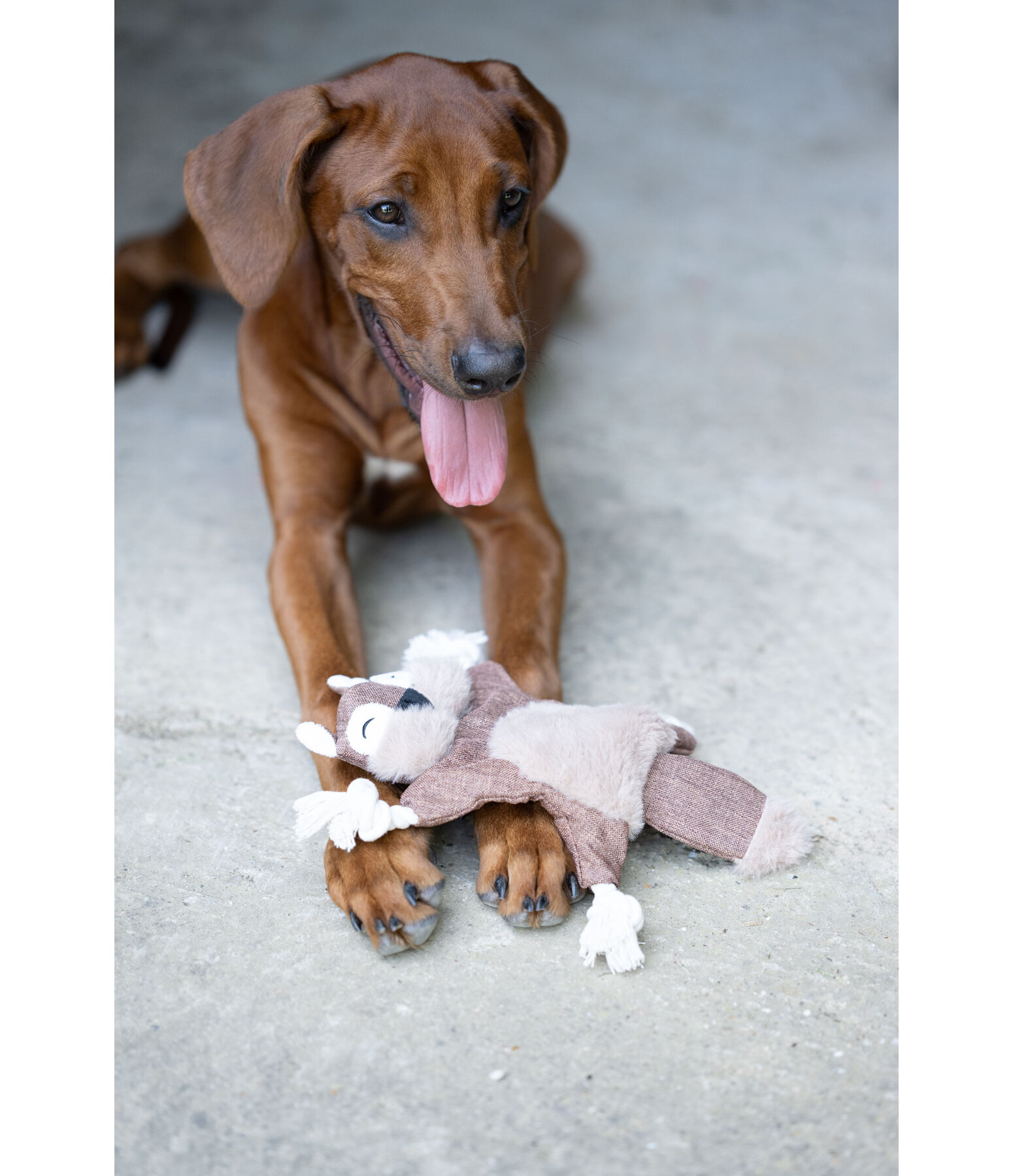 hondenspeelgoed eekhoorn