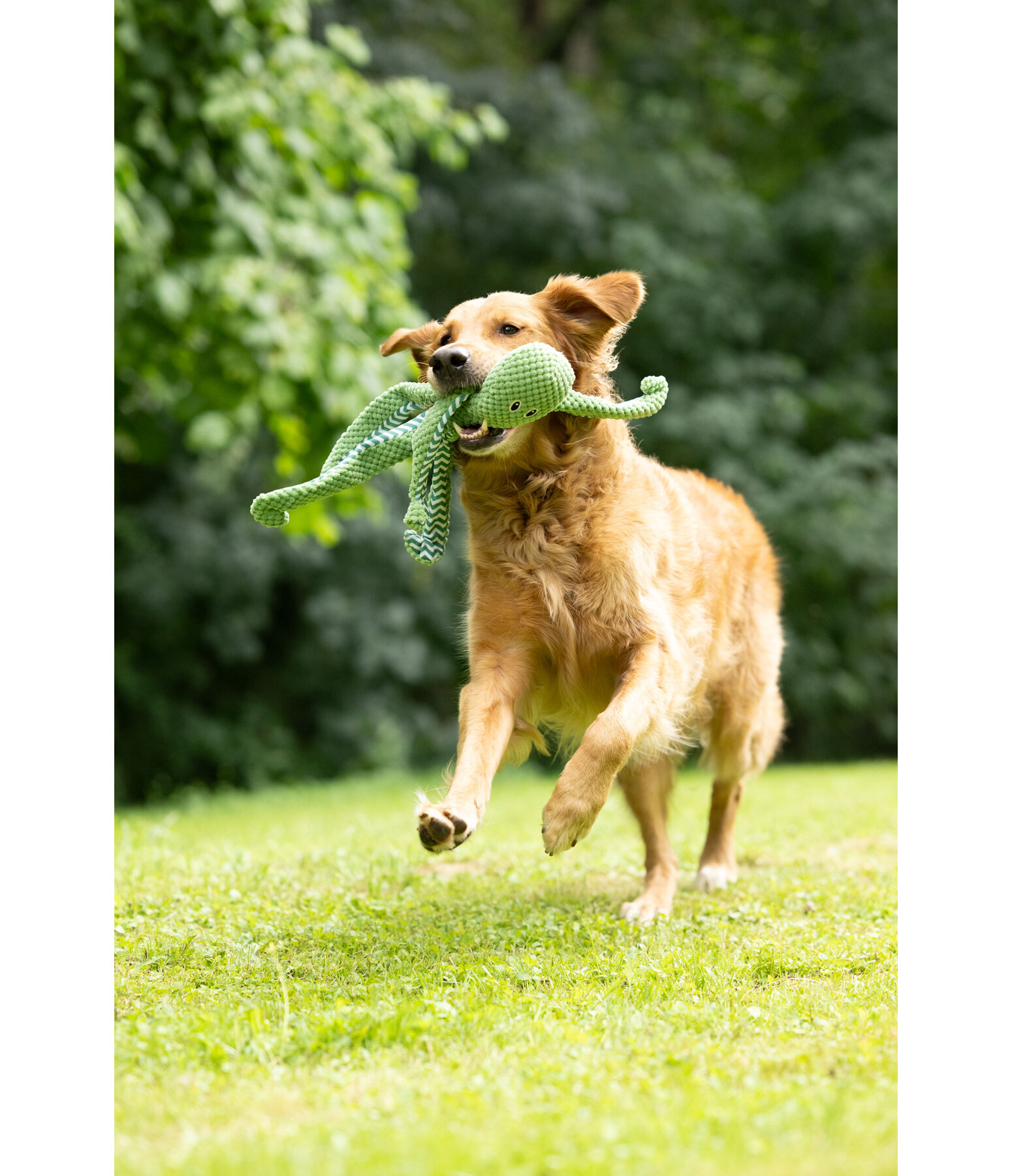 hondenspeeltje Octopus