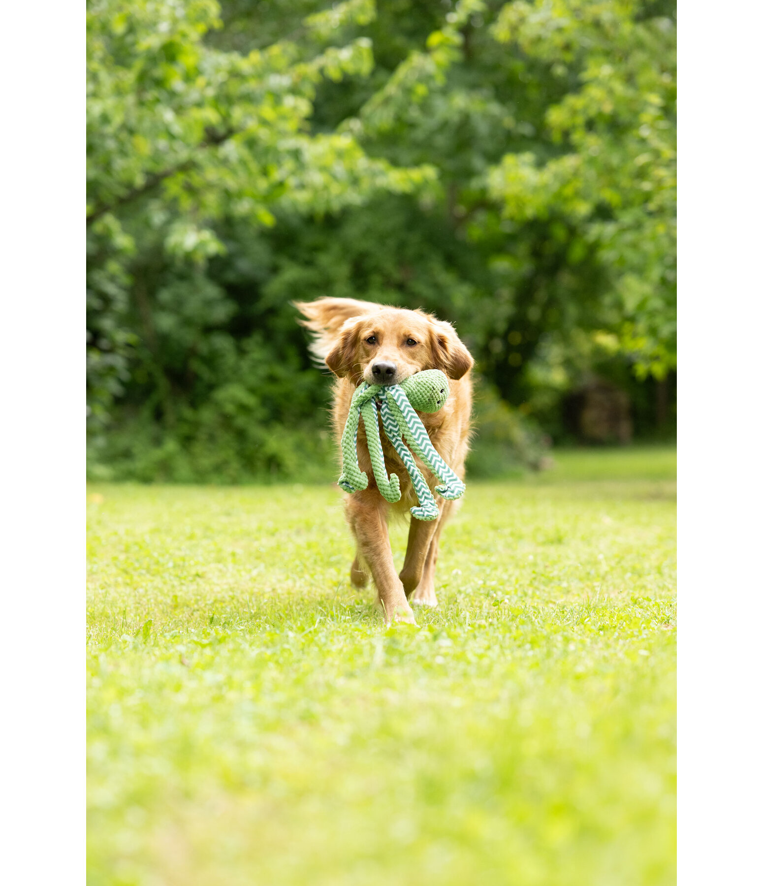 hondenspeeltje Octopus