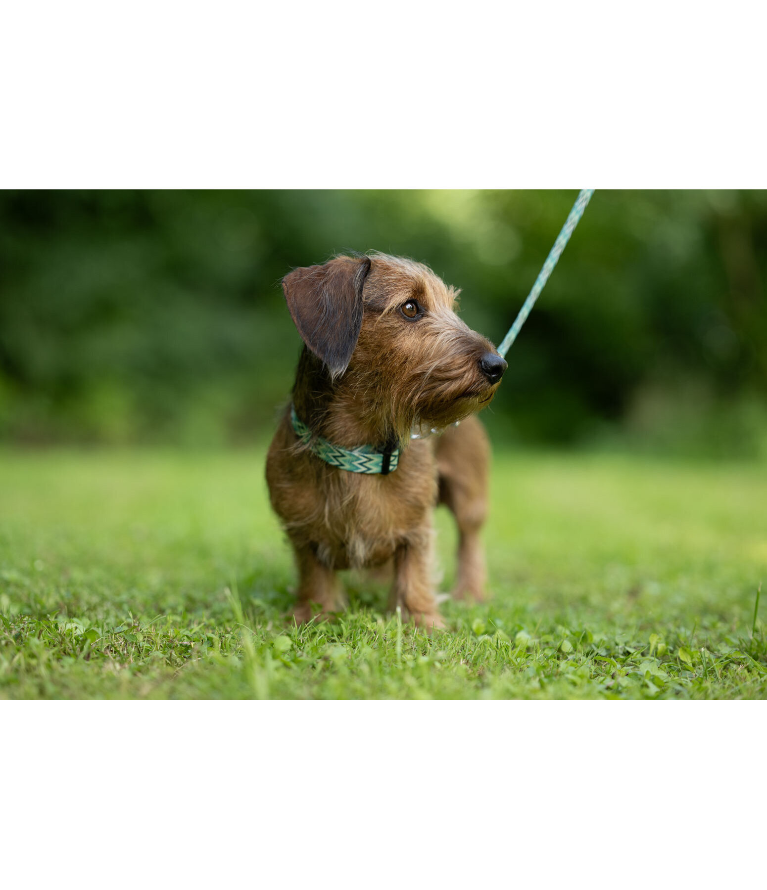 halsband en riem set zap