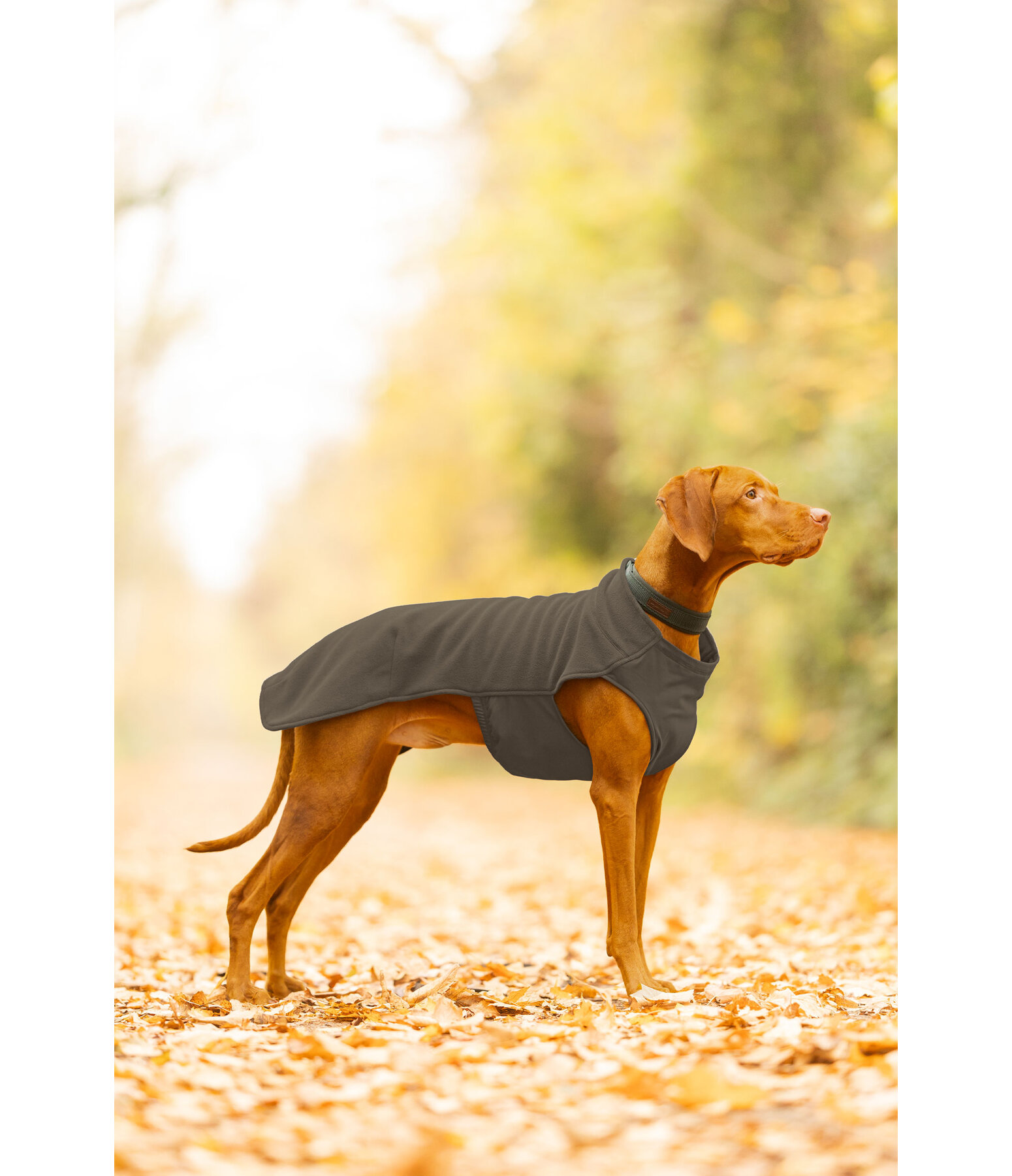 honden ondertrek- en fleecetrui Basic