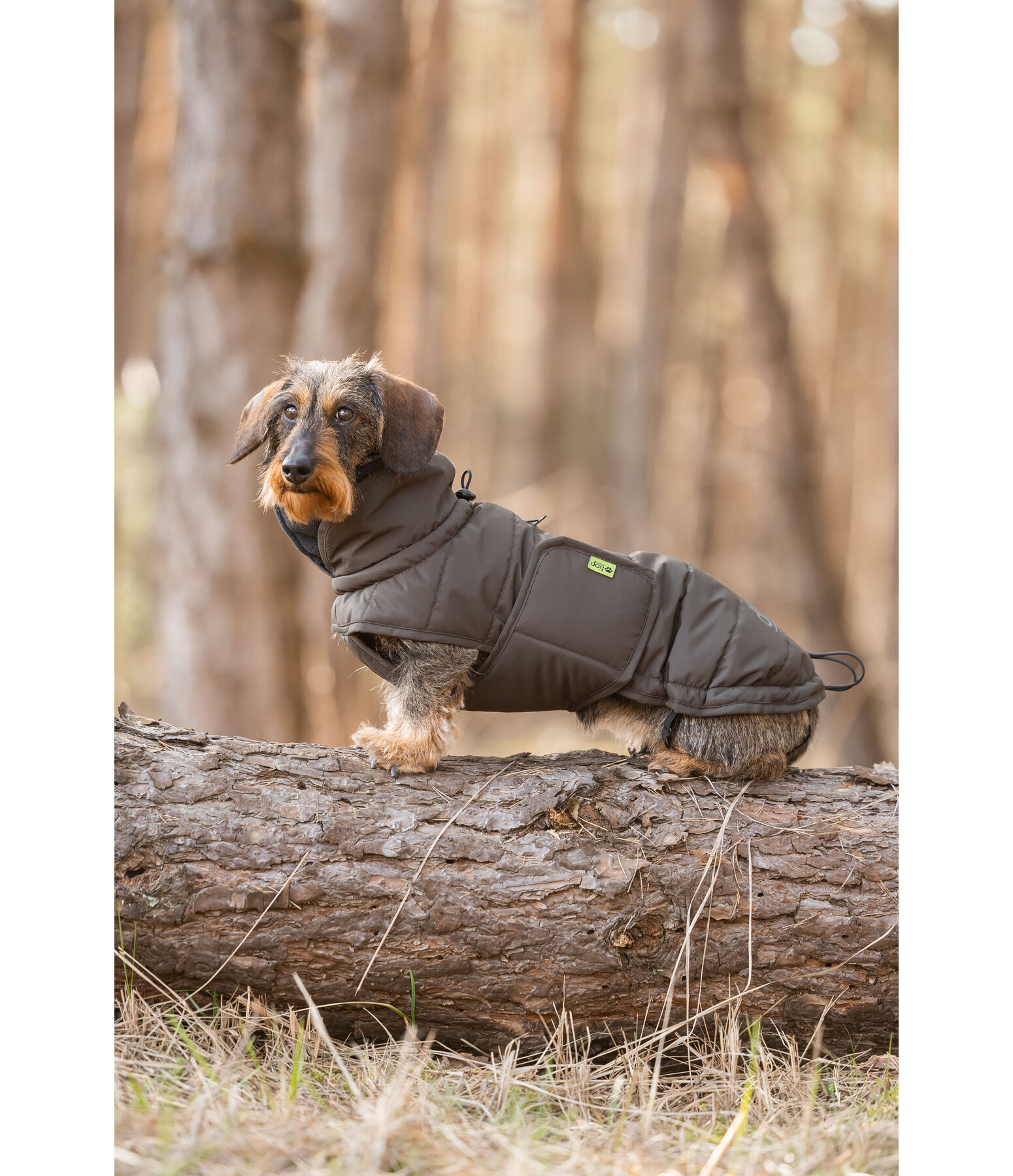 Teckel Wintermantel Henry, 200 g