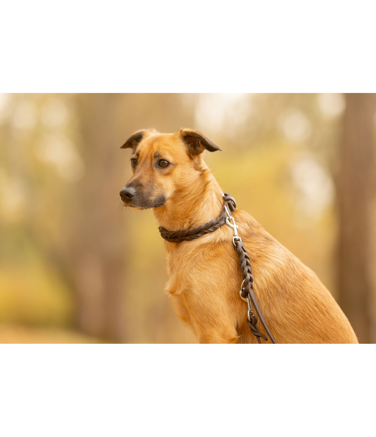 Sugar Dog lederen halsband Adams