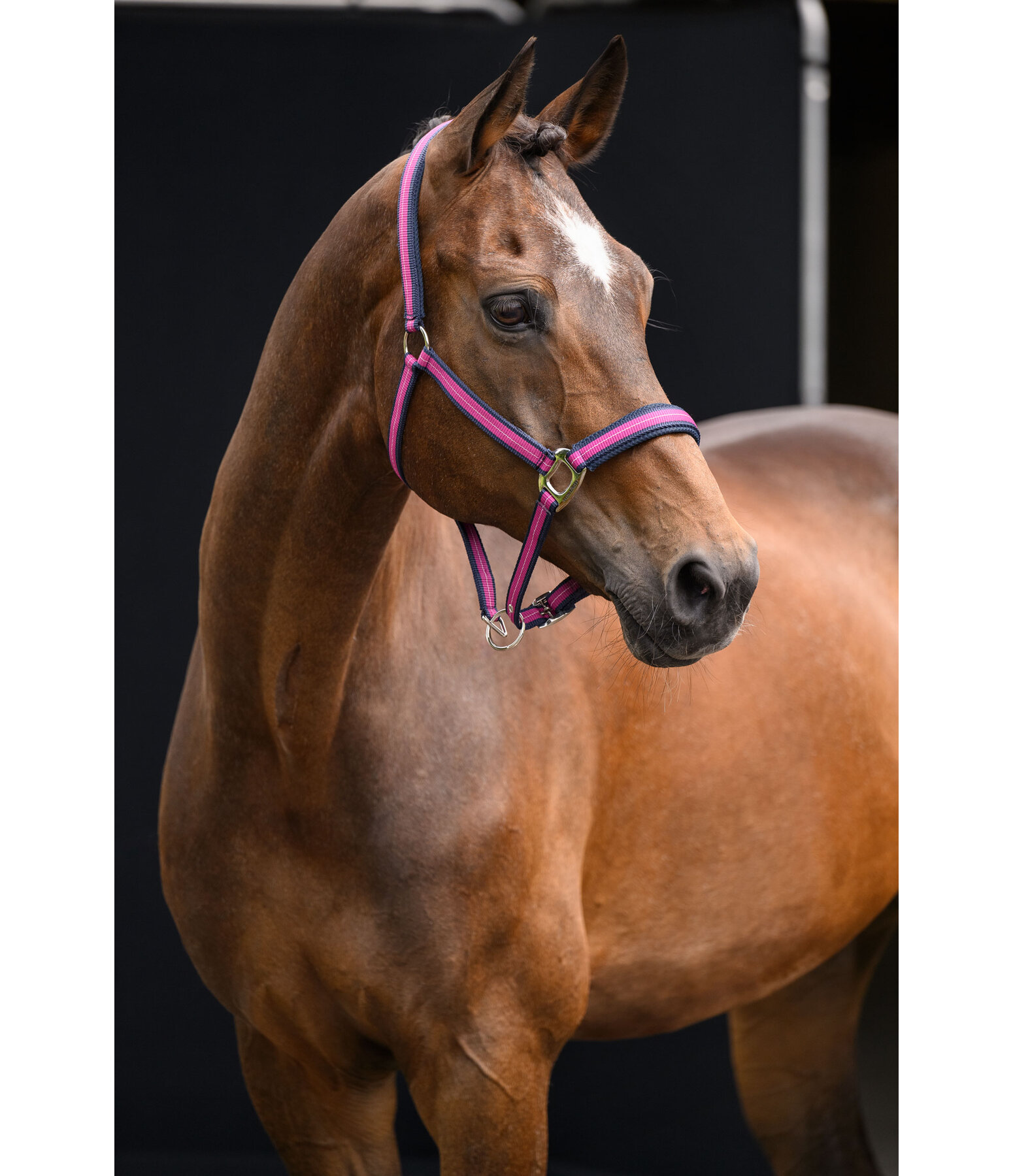 halster Swiss Design II